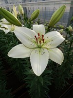 [5069 Eyeliner EVR No01.JPG]